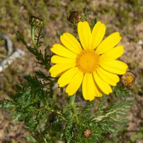 Chrysanthemum aphrodite